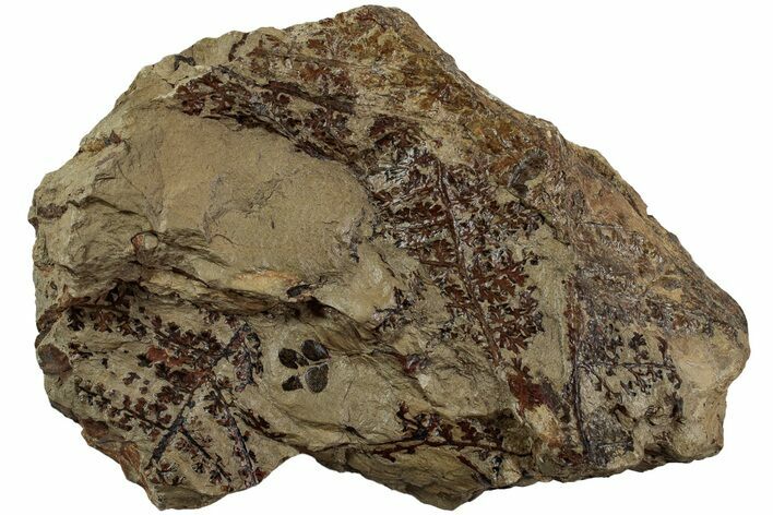 Pennsylvanian Fossil Fern Plate - West Virginia #232215